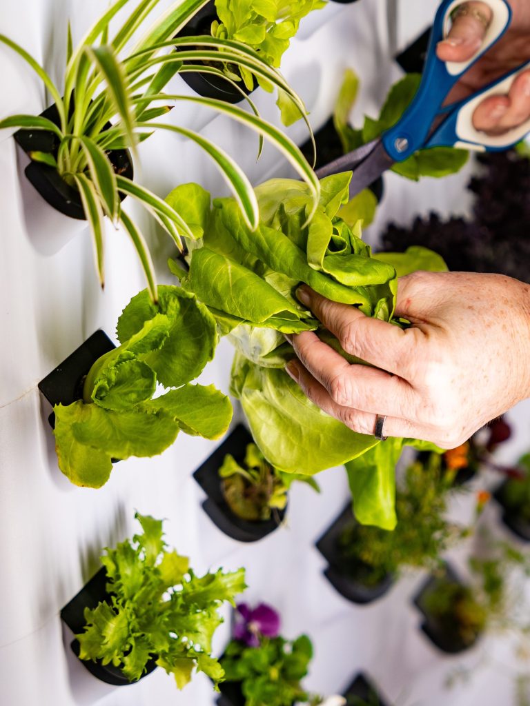 Hydroponic Growing System for  - Farming Zone ulasan dan harga