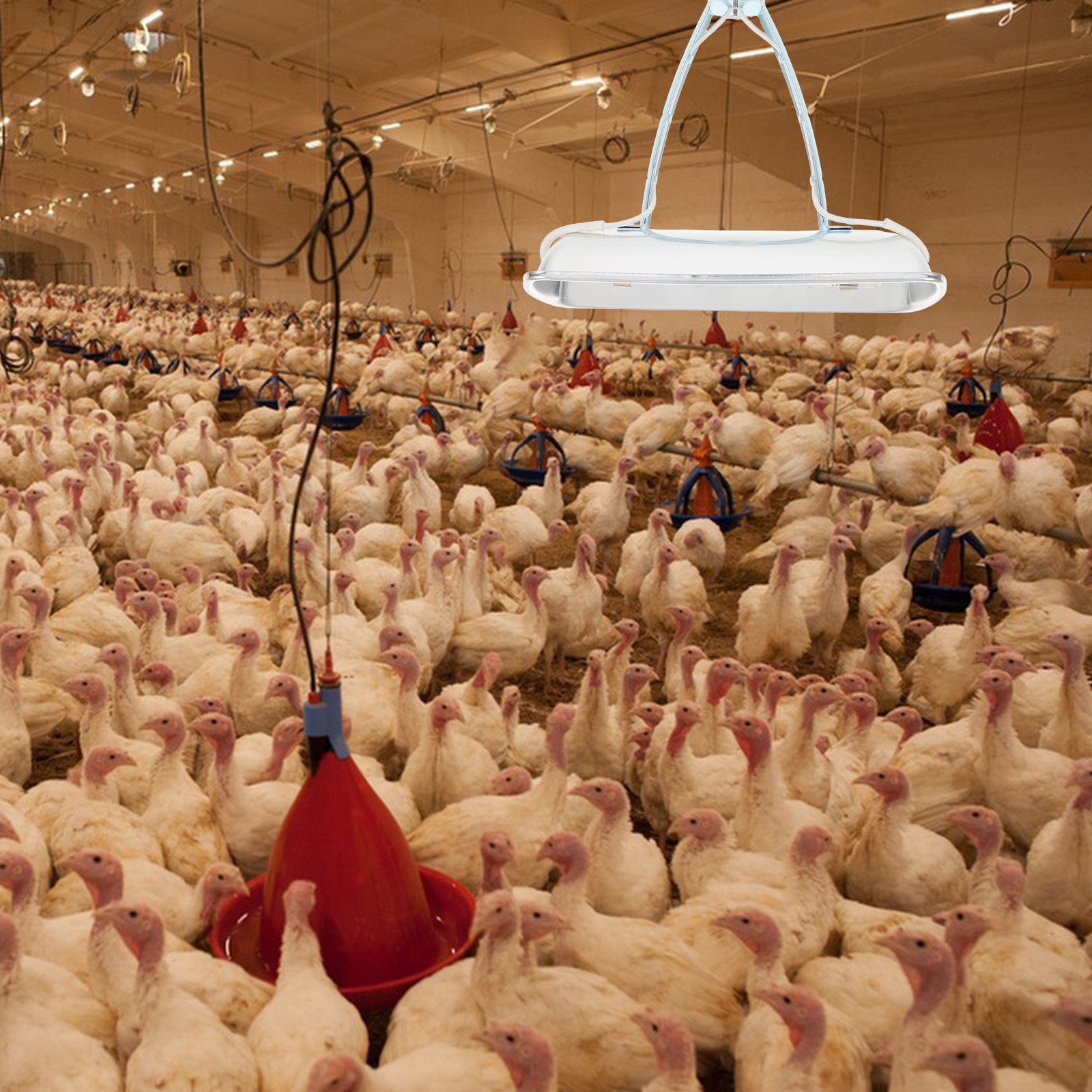 Pig Farm Heat Lamp Bulb E27 25 - Farming & Agriculture Word Stacks ulasan dan harga